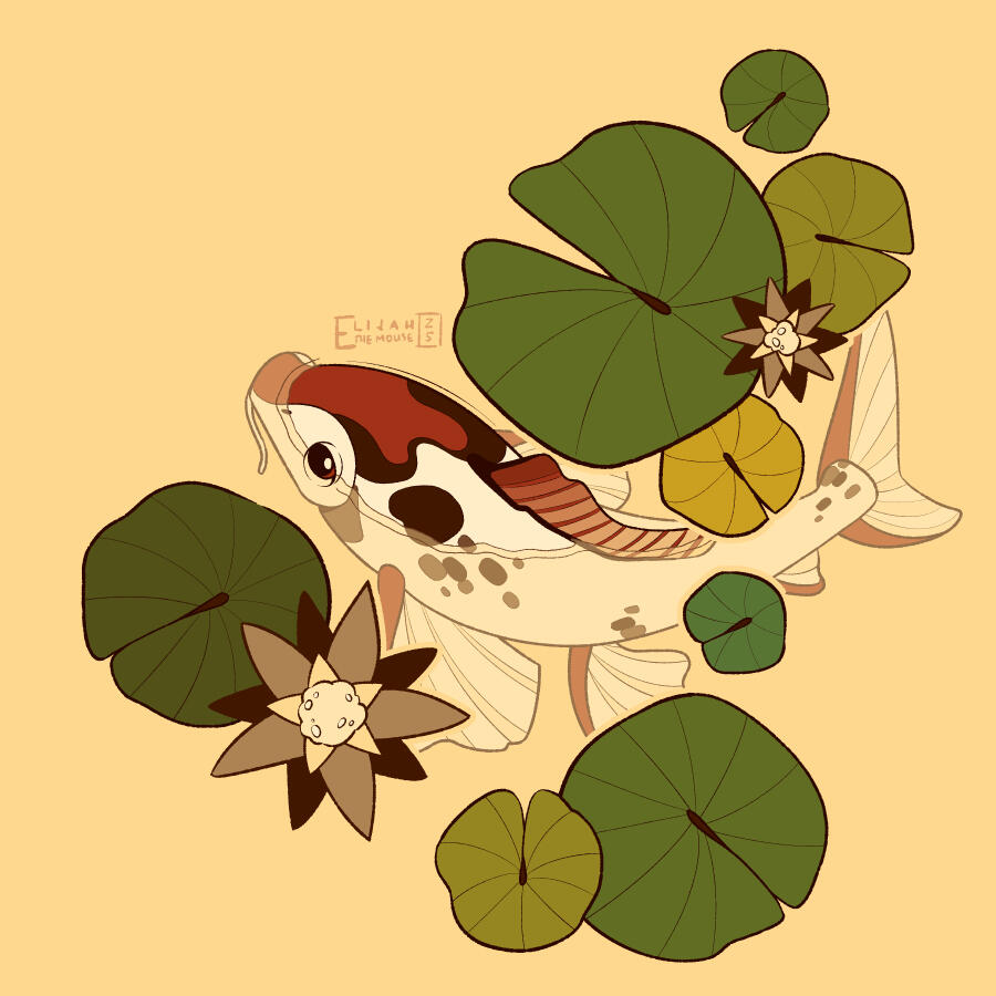 Waterlily Koi Waterlily Koi