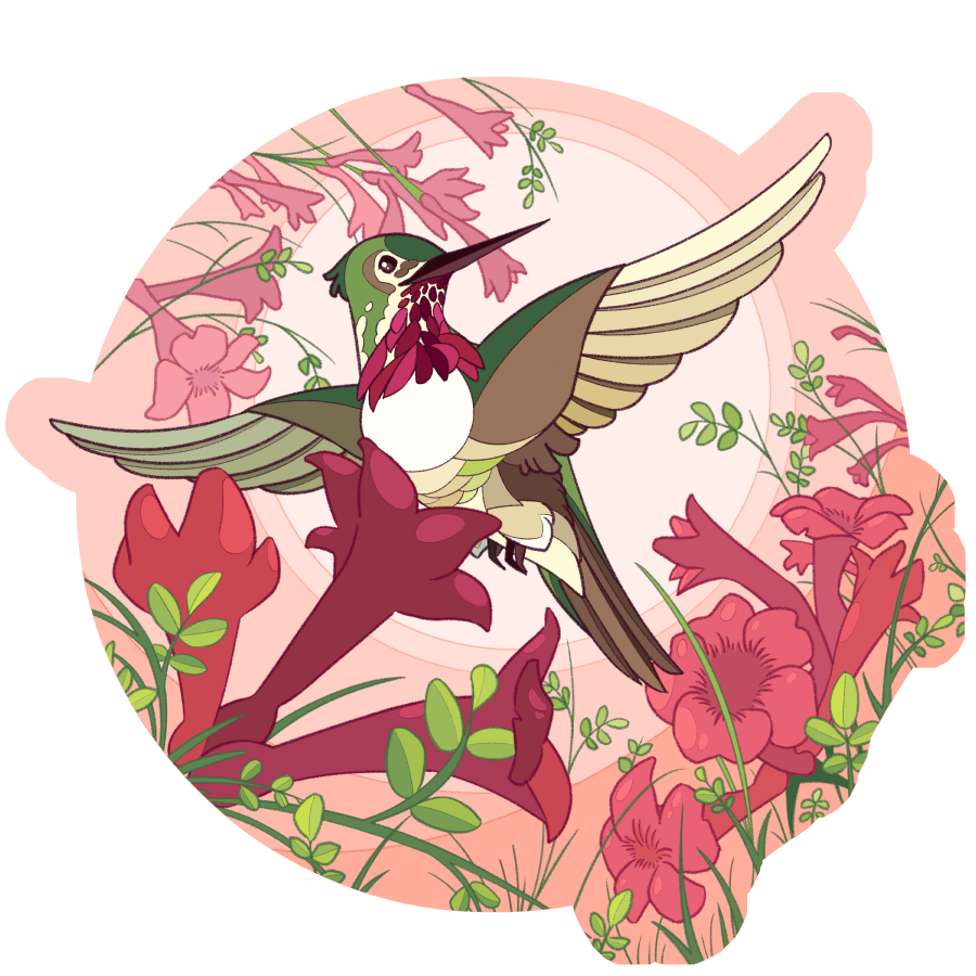 Hummingbird An illustration of a hummingbird flying among many pink flowers.