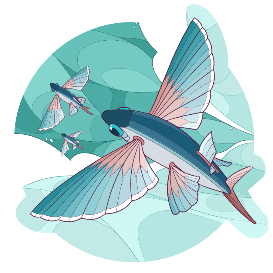 Flying Fish An illustration of three flying fish, seen as though looking down at them, as they leap over a teal ocean.